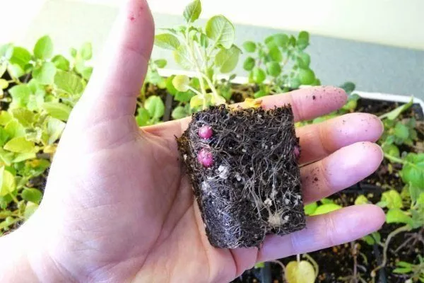 Выращивание клубней из семян