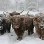 Порода "Хайленд" зимой