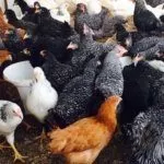 Куры Доминант