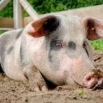 Свинья лежит