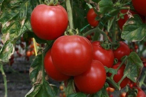 Самые урожайные семена помидор сибирской селекции