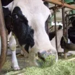 Кормление коров