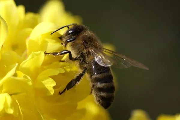 Башкирская пчела