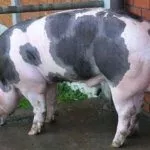 Миргородская порода