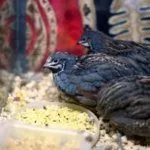 Разведение китайского расписного перепела