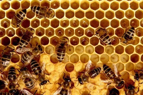 Пчёлы заготавливают мёд