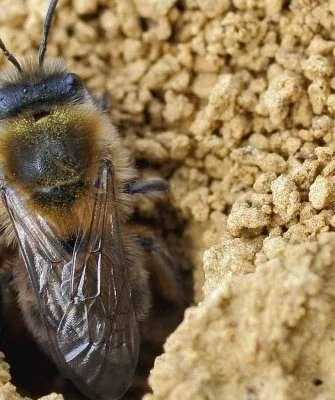 Земляные пчелы