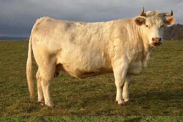 Украинская мясная корова