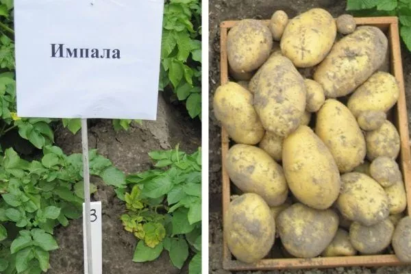 Сорта картофеля для Псковской области названия, фото, описание
