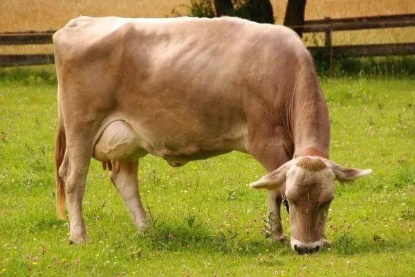 Швицкая корова