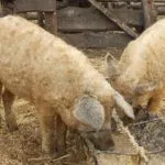 Кормление свиней