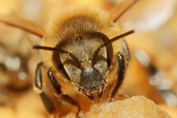 Африканская пчела-убийца