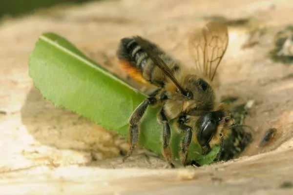 Пчела листорез