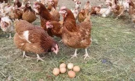 Куры хайсекс