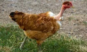 Голошейная порода кур