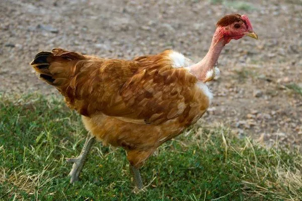 Голошейная порода кур