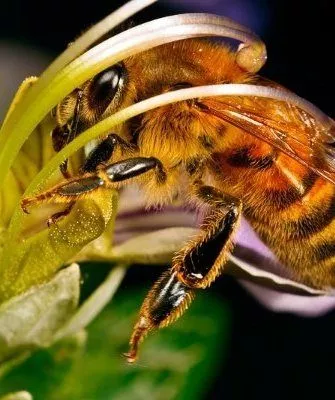Северная пчела