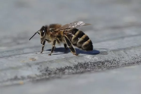 Серая горная кавказская порода пчёл