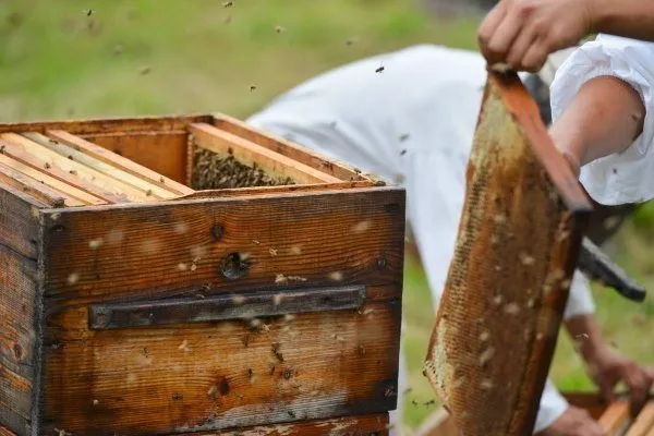 Пчеловодство в России