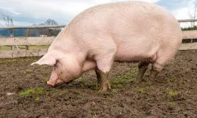 Крупная белая порода свиней