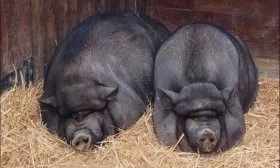 Вьетнамские свиньи