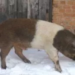 Красная белопоясая свинья