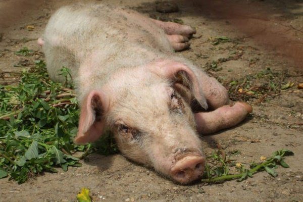 рожа болезнь у свиней можно ли есть мясо