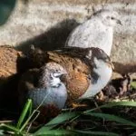 Цветные перепела