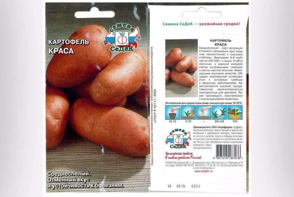 Особенности посадки и выращивания Картофеля Краса