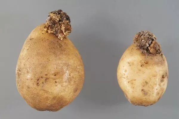 Рак картофеля