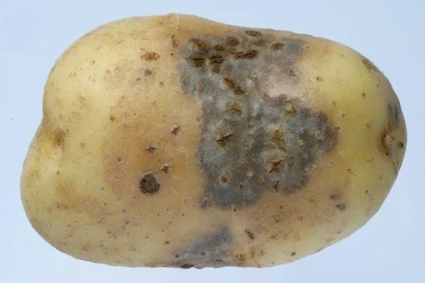 Некроз клубней картофеля