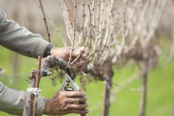 Формирование виноградного куста
