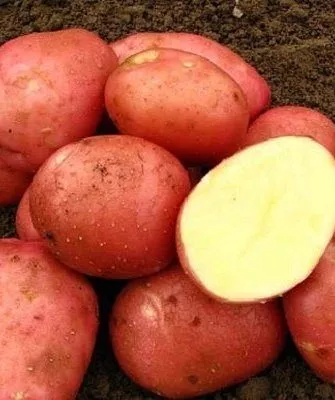 Сорт картофеля "Вишенка"