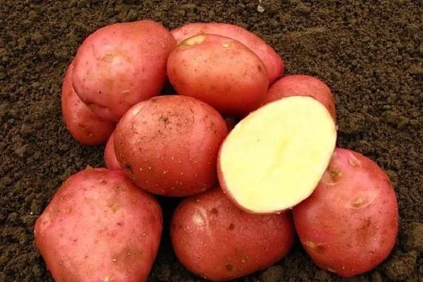 Картофель сорта Белларозу 