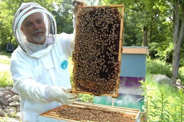 Советы пчеловодам