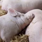 Содержание белых свиней
