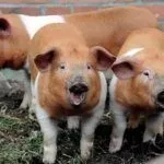 Красные белопоясые поросята