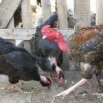 Голошейные куры