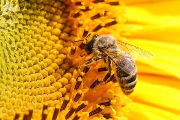 Краинская пчела собирает нектар