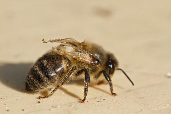 Акарапидоз пчел