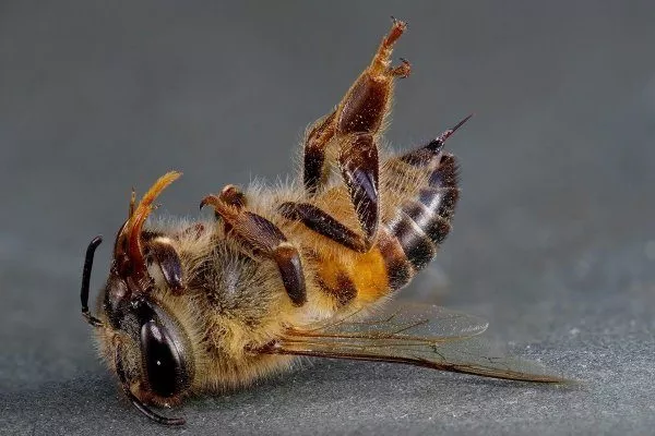 Химический токсикоз пчел