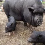 Вьетнамская порода свиней