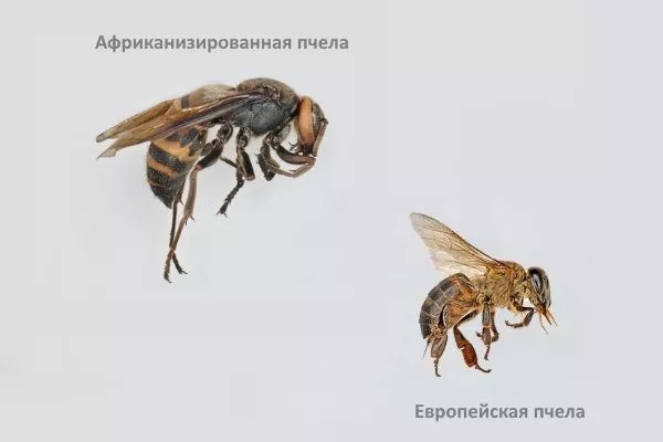 Африканизированная и обычная пчела