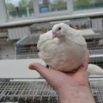 Техасский белый бройлерный перепел