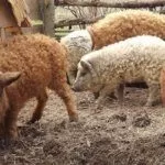 Порода венгерская мангалица