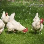 Хайсекс уайт