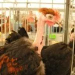 Содержание кур