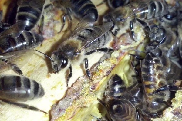 Содержание среднерусских пчел