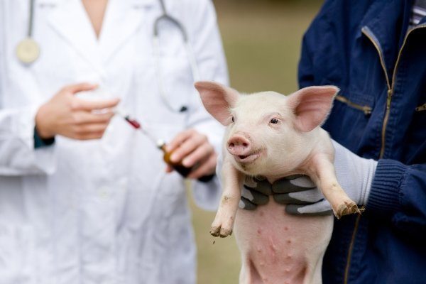 Лечение свиней