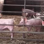 Содержание Ландрас